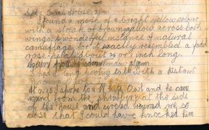 Viola Stirling's Nature Diary, reproduced with permission of Gargunnock Estate Trust