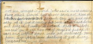 PD100, Viola Stirling's nature diary, 6 Nov 1919. Reproduced with permission of Gargunnock Estate Trust