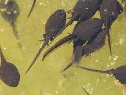Tadpoles with back legs only