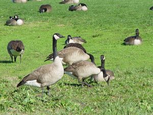 Canada Geese, photo from Wikimedia Commons