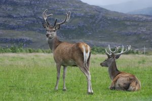 Red deer stags, wikimedia commons