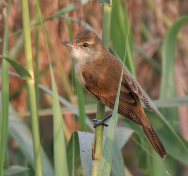 Reed Warbler, Wikimedia Commons