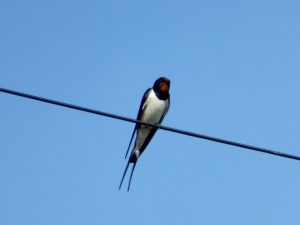 Swallow perched on an electricity cable