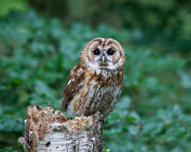 Tawny owl, photo by Nick Jewell, Flikr, 2010, creative commons license